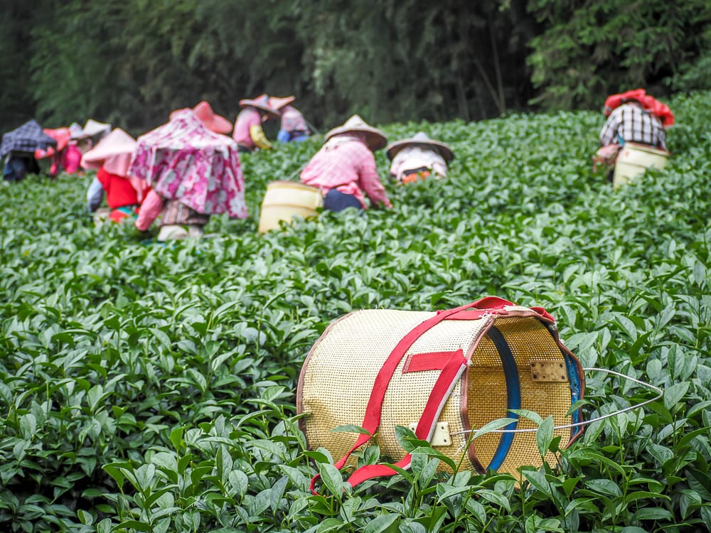 Đồn điền trà ở Shizhuo