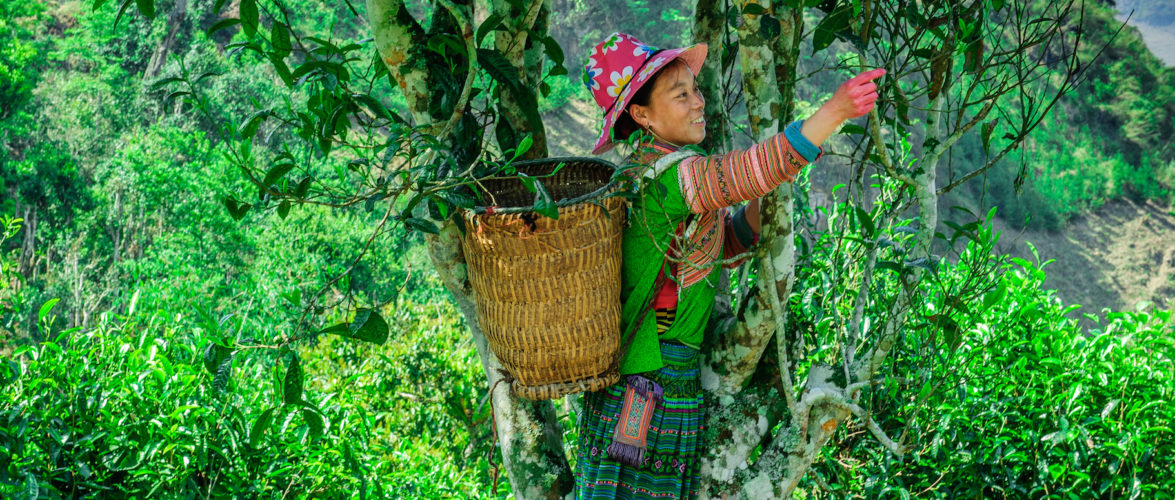 cây chè Việt Nam