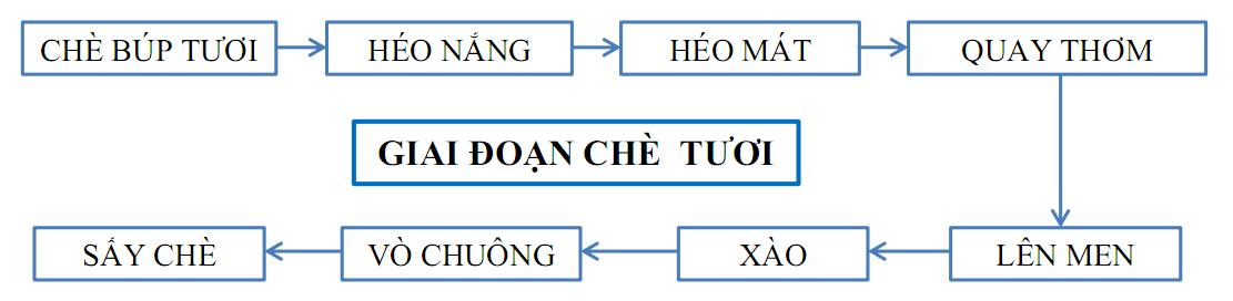 Sản xuất trà Ô Long giai đoạn chè tươi