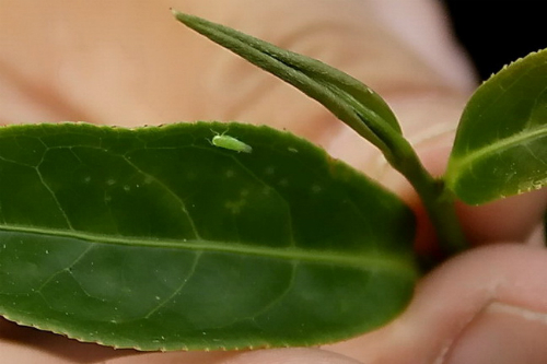 trà bạch hào Ô Long