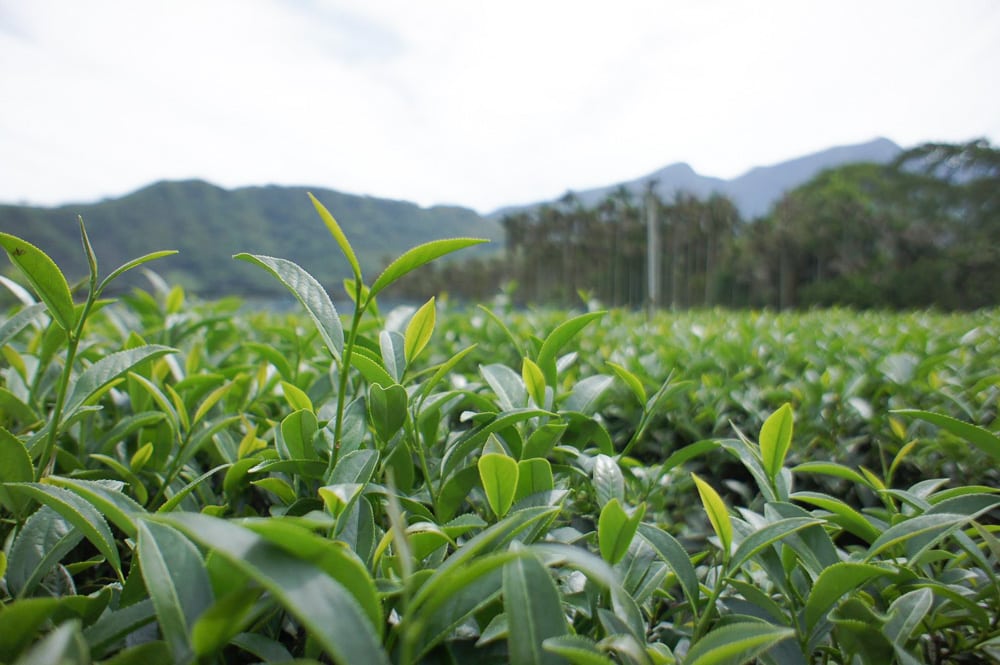 Taiwan tea