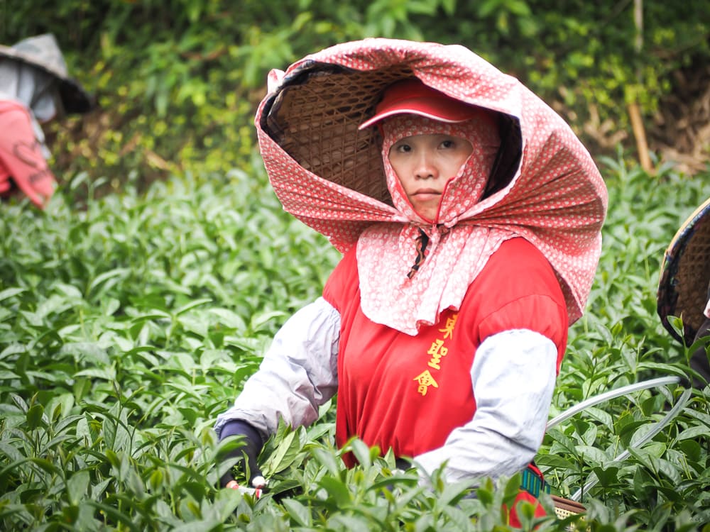 tea picker shizhuo alishan Trà Alishan High Mountain Oolong
