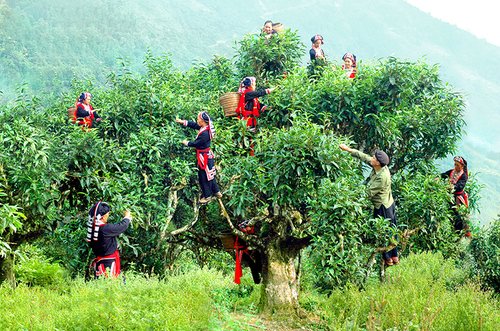 hita chay tra shan tuyet 1 1 Những công dụng thần kỳ của trà shan tuyết