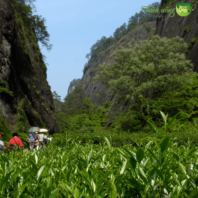 nham trà vũ di sơn có tác dụng làm đẹp