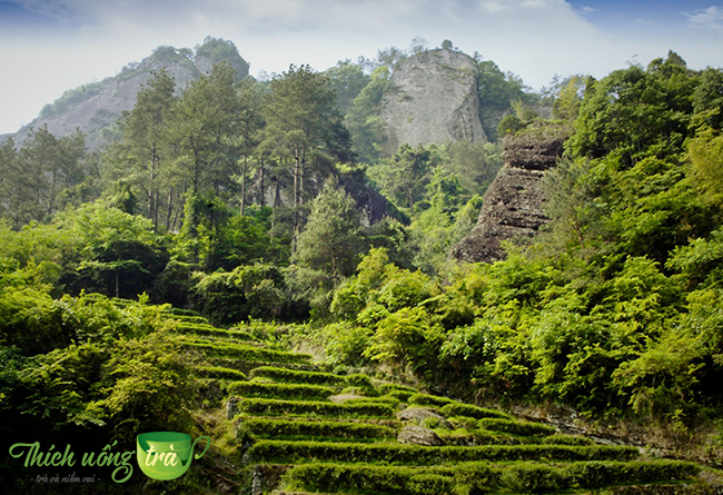 Nham trà vũ di sơn