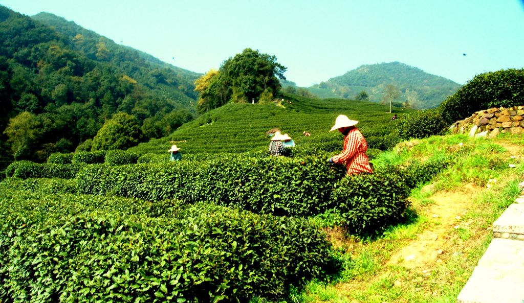 doi tra long tinh 1 Long tỉnh - Thập đại danh trà nổi tiếng