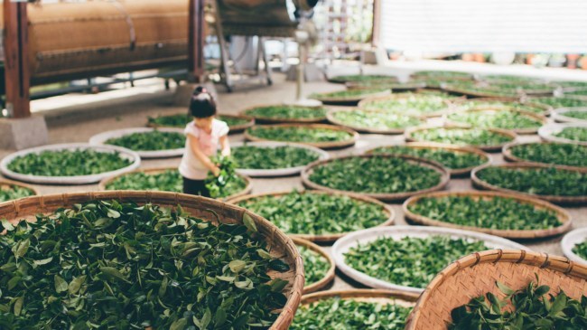 làm héo lá trà dưới ánh nắng mặt trời