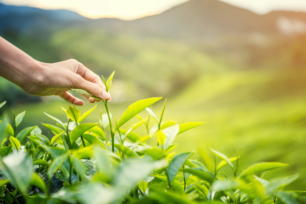 Những tác dụng của trà