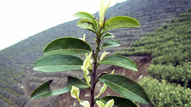 Cây trà trắng An Cát