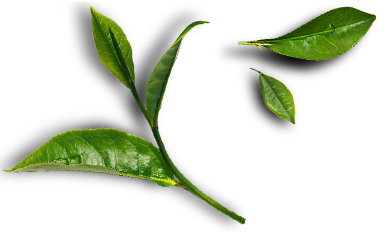 ab leaf Trang chủ